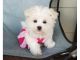 Maltese Puppies for sale in California State Route 2, Los Angeles, CA, USA. price: NA