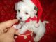 Maltese Puppies for sale in West Bloomfield Township, MI, USA. price: NA