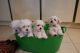 Maltese Puppies for sale in Commerce St, Dallas, TX, USA. price: NA