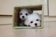 Maltese Puppies for sale in Commerce St, Dallas, TX, USA. price: NA