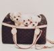 Maltese Puppies for sale in Cutler Bay, FL, USA. price: $700