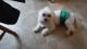 Maltese Puppies for sale in Watertown, NY 13601, USA. price: NA