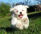 Maltese Puppies for sale in Bozeman, MT, USA. price: NA