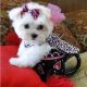 Maltese Puppies for sale in Jersey City, NJ 07306, USA. price: NA