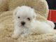 Maltese Puppies for sale in Alexandria, OH 43001, USA. price: NA