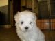Maltese Puppies for sale in FL-535, Orlando, FL, USA. price: NA