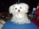 Maltese Puppies for sale in Marion, NC 28752, USA. price: $1,200