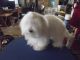 Maltese Puppies for sale in Marion, NC 28752, USA. price: $1,475