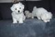 Maltese Puppies for sale in Richmond, VA, USA. price: $350
