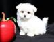 Maltese Puppies for sale in Salt Lake City, UT 84101, USA. price: NA