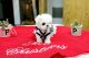 Maltese Puppies for sale in Southfield, MI 48037, USA. price: NA
