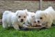 Maltese Puppies for sale in Decker, MT 59025, USA. price: $650