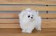 Maltese Puppies for sale in Monticello, AR 71655, USA. price: $650