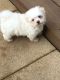 Maltese Puppies for sale in Hyattsville, MD, USA. price: NA