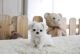 Maltese Puppies for sale in Malad City, ID 83252, USA. price: $650