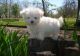 Maltese Puppies for sale in New Orleans, LA 70116, USA. price: $650