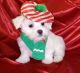 Maltese Puppies for sale in Ashburn, VA, USA. price: $350