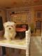 Maltese Puppies for sale in Alaska St, Staten Island, NY 10310, USA. price: NA