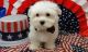 Maltese Puppies for sale in Ashfield, MA, USA. price: $650