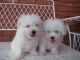 Maltese Puppies for sale in Rue Ontario E, Montréal, QC, Canada. price: NA
