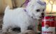 Maltese Puppies for sale in Albuquerque, NM, USA. price: $650