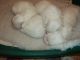 Maltese Puppies for sale in Florida Blvd, Baton Rouge, LA, USA. price: $400