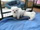 Maltese Puppies for sale in Charleston, WV, USA. price: NA