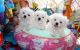 Maltese Puppies for sale in Birmingham, AL, USA. price: $350