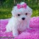 Maltese Puppies for sale in NJ-17, Paramus, NJ 07652, USA. price: $450