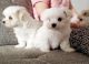 Maltese Puppies for sale in St. Louis, MO, USA. price: $350