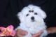 Maltese Puppies for sale in Ohio Pike, Amelia, OH 45102, USA. price: $400
