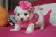 Maltese Puppies for sale in Beverly Rd, Greenville, SC 29609, USA. price: NA