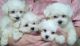 Maltese Puppies for sale in Merrillville, IN, USA. price: NA