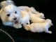 Maltese Puppies for sale in California Ave SW, Seattle, WA, USA. price: NA