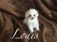 Maltese Puppies for sale in Los Angeles, CA 90006, USA. price: NA
