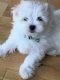 Maltese Puppies for sale in Charlotte, NC, USA. price: $250