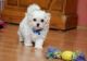 Maltese Puppies for sale in Des Moines, IA, USA. price: $350