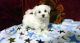 Maltese Puppies for sale in Quechee, Hartford, VT, USA. price: NA