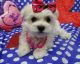 Maltese Puppies for sale in Sterling, VA, USA. price: $650