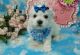 Maltese Puppies for sale in Cowley, WY, USA. price: $650