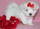 Maltese Puppies for sale in Mountain View, CA 94043, USA. price: NA