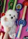 Maltese Puppies for sale in Charleston, WV, USA. price: $400