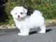 Maltese Puppies for sale in Cheyenne, WY, USA. price: $400