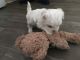 Maltese Puppies for sale in Wisconsin Dells, WI, USA. price: NA