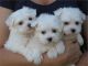 Maltese Puppies for sale in Greenville, SC, USA. price: NA