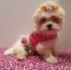 Maltese Puppies for sale in Charter Twp of Clinton, MI, USA. price: NA