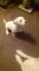 Maltese Puppies for sale in Chicago, IL 60603, USA. price: NA