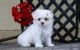 Maltese Puppies for sale in Greenville, SC, USA. price: NA