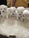 Maltese Puppies for sale in El Paso, TX, USA. price: NA