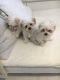 Maltese Puppies for sale in San Francisco Bay Area, CA, USA. price: NA
